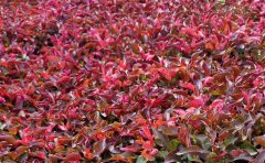<b>五色草紅草-五色草種植技術(shù)注意事項(xiàng)及應(yīng)用場(chǎng)景</b>