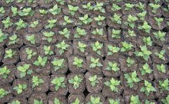 <b>2020年菊花種苗多少錢(qián)一株-最新菊花種苗批發(fā)價(jià)格</b>