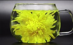 <b>金絲皇菊菊花種苗價(jià)格-金絲皇菊菊花種苗基地</b>