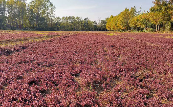 胭脂紅景天種苗種植基地室外實(shí)拍圖片