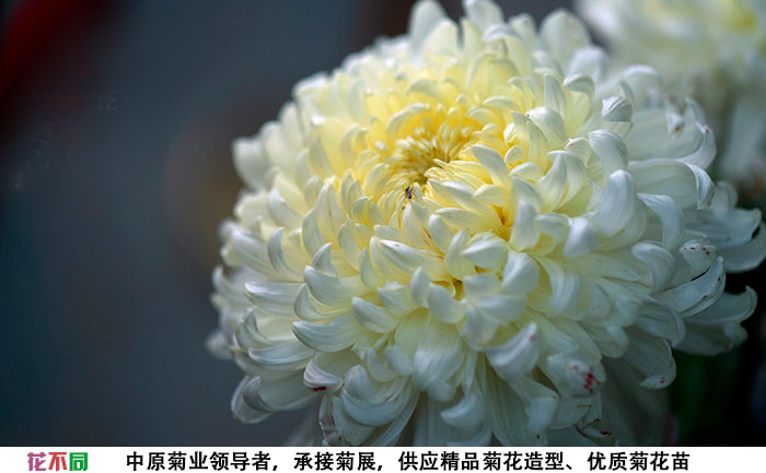 國(guó)華白越山單花實(shí)拍圖片