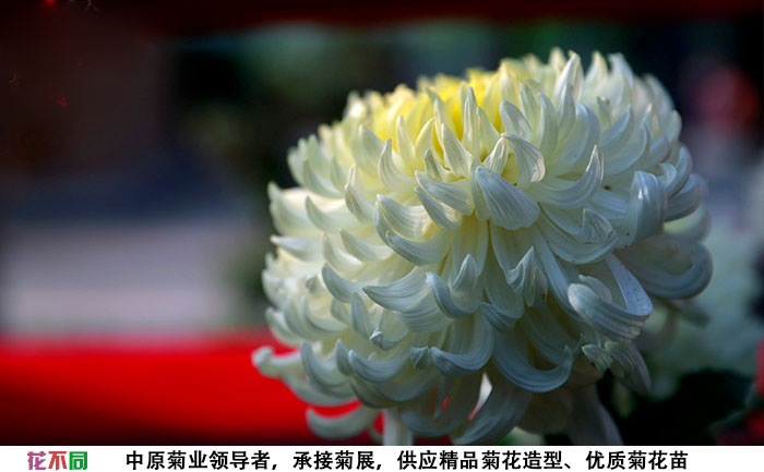 國(guó)華白越山種苗基地實(shí)拍圖片