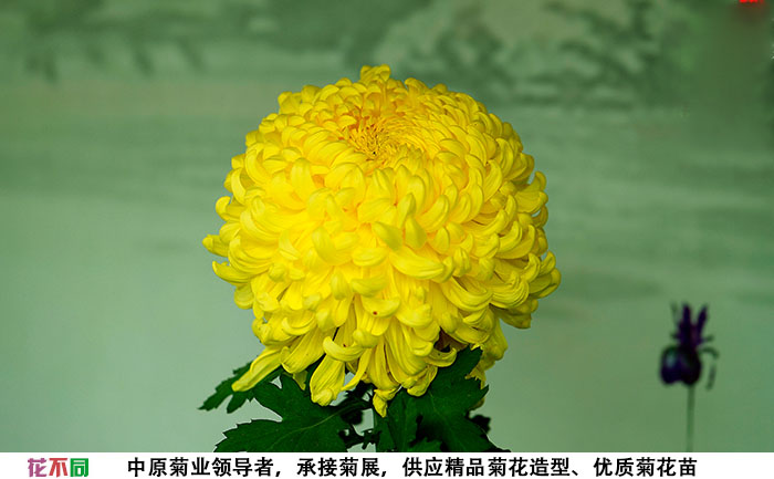 國(guó)華黃越山菊花大花實(shí)拍圖片