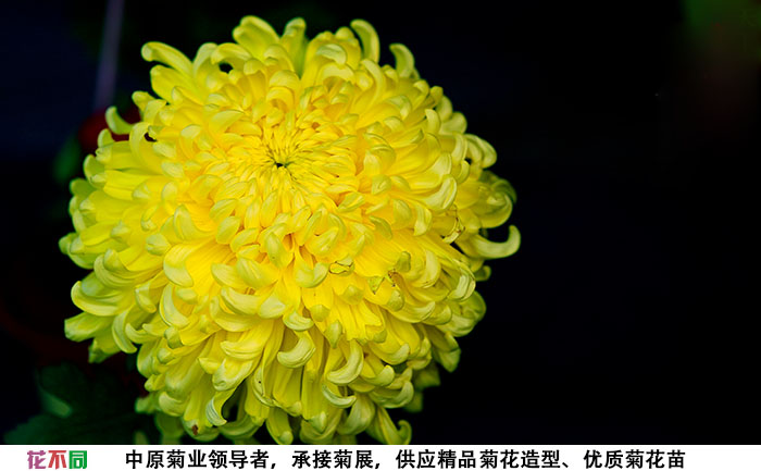 國(guó)華黃越山菊花種苗實(shí)拍圖片