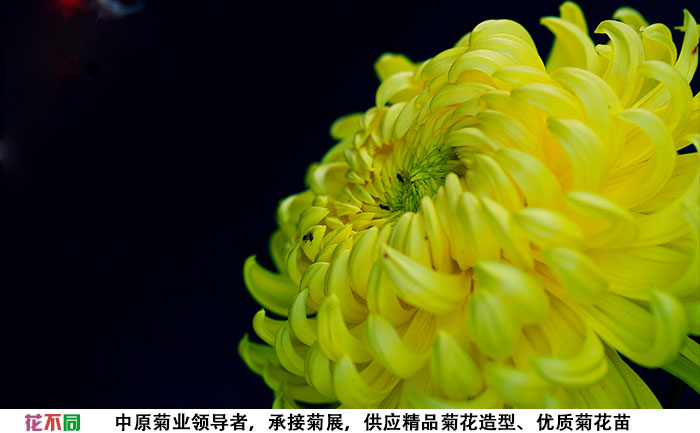 國(guó)華黃越山菊花種苗基地實(shí)拍圖片