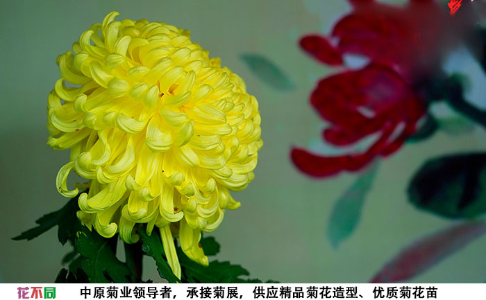 國(guó)華黃越山獨(dú)本菊大花實(shí)拍圖片
