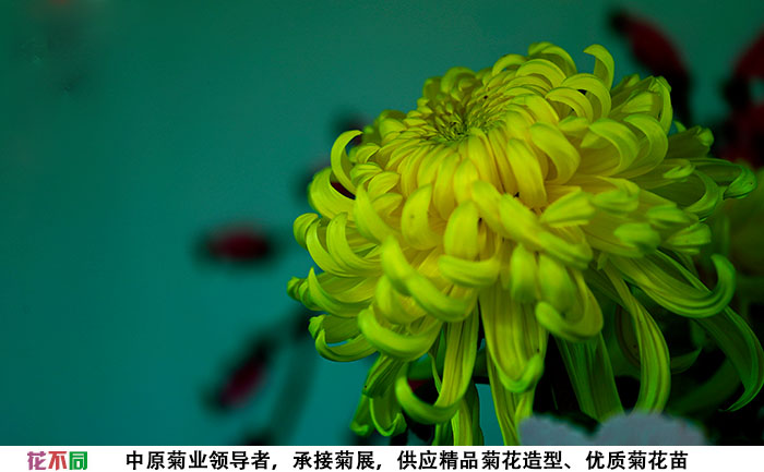 國(guó)華黃越山在花海中的應(yīng)用實(shí)拍圖片