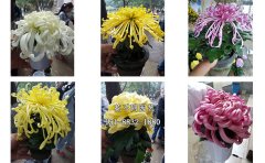 案頭菊