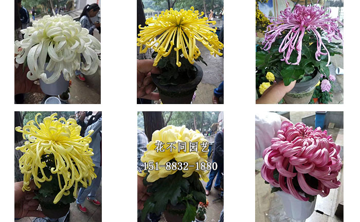案頭菊實拍圖