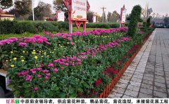 多本菊-多頭菊