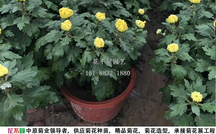 9月份的多頭菊實(shí)拍圖