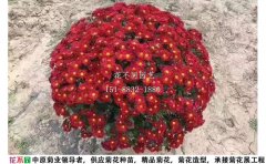 千頭菊