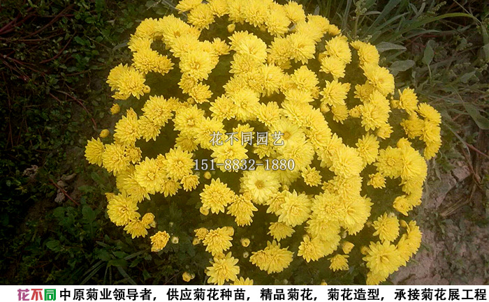 黃國慶千頭菊實(shí)拍圖