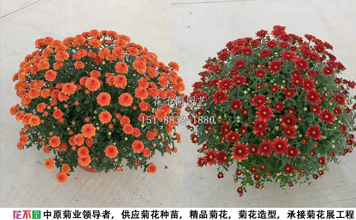 紫國慶千頭菊實(shí)拍圖