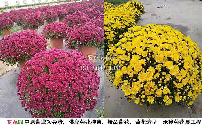 盛開的千頭菊