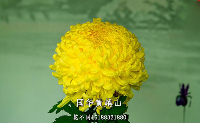 觀賞菊花品種-國華黃越山