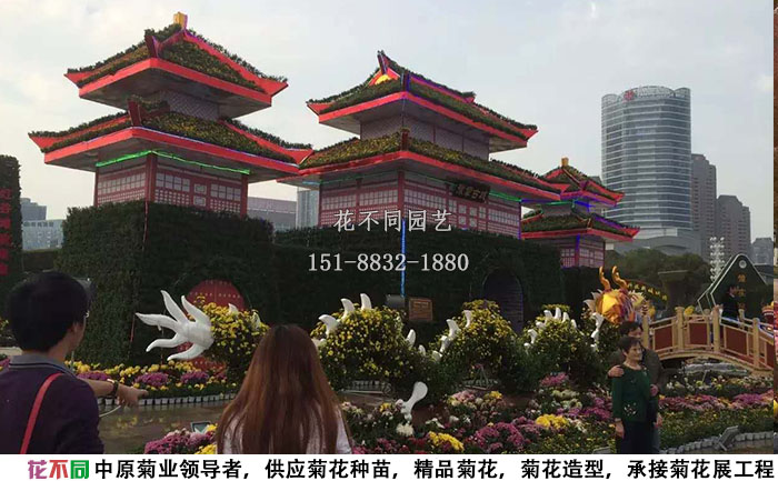 江西菊花節(jié)布展古城樓，雙龍戲珠菊花展造型