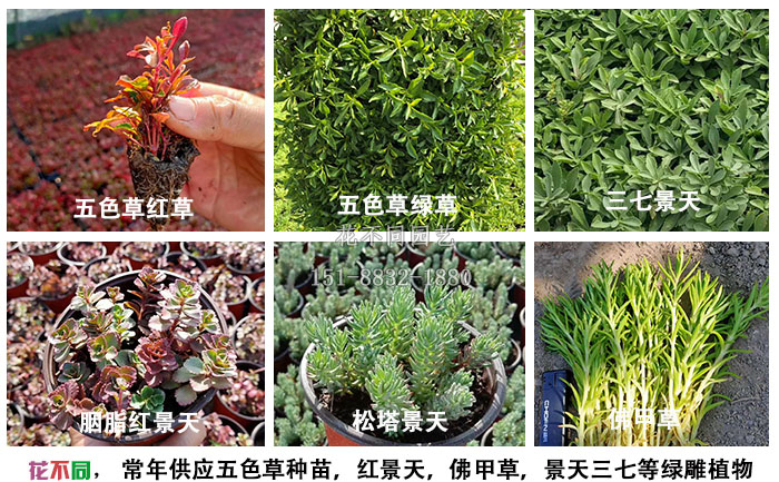 常用綠雕植物統(tǒng)計