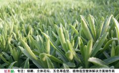 <b>長(zhǎng)葉三七種苗</b>