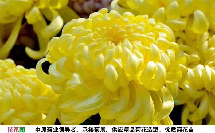 春日見山菊花大花實(shí)拍圖