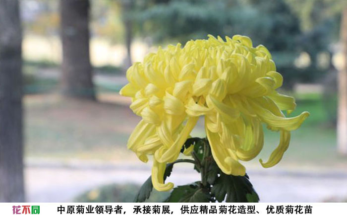 春日見山菊花種苗實(shí)拍圖片