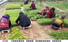 <b>菊花種苗價格</b>