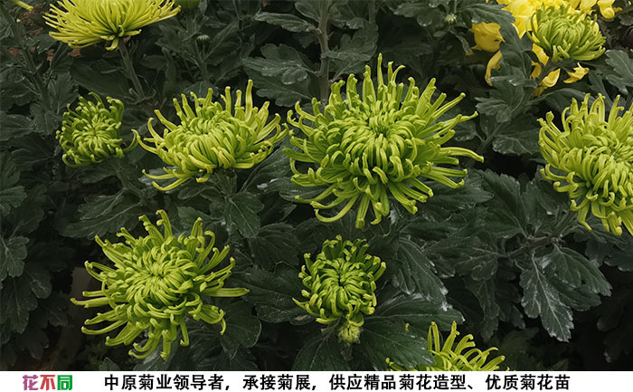 菊花苗的品種-綠牡丹