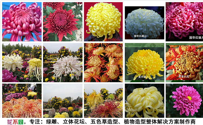菊花苗的品種