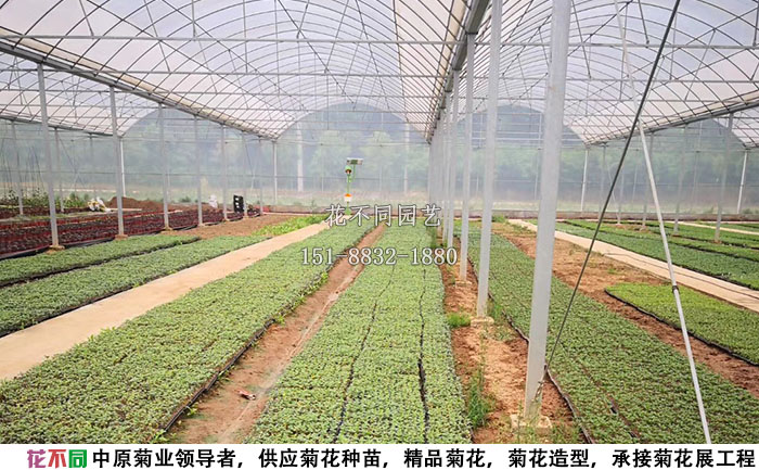 菊花種苗基地實拍圖