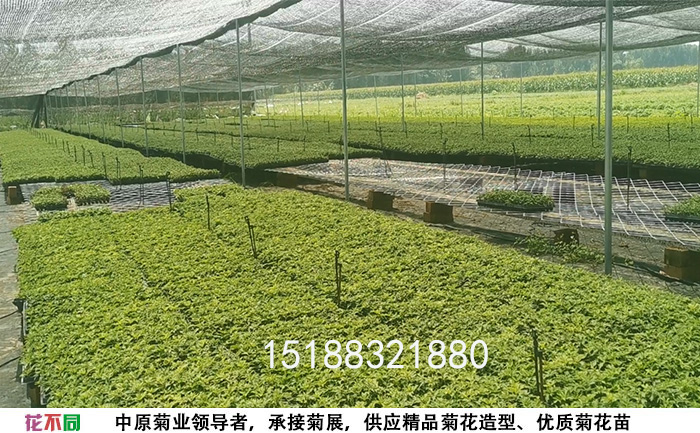 開(kāi)封菊花苗銷售基地實(shí)拍圖