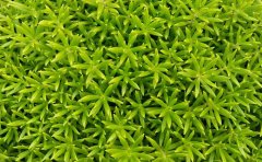 佛甲草的養(yǎng)殖方法和注意事項