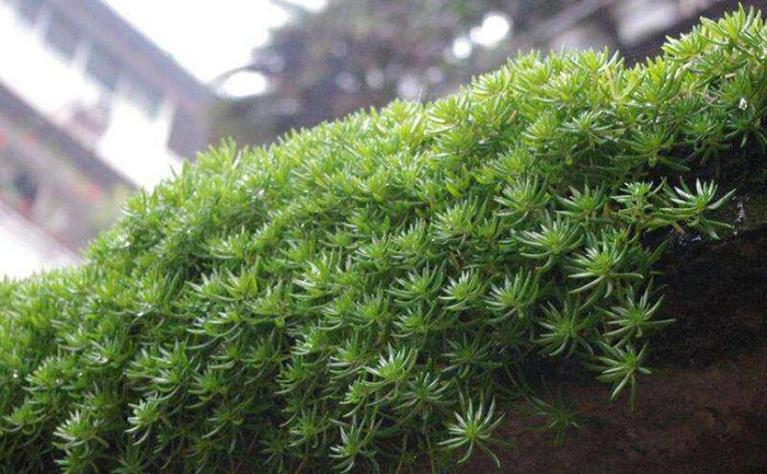 陽臺上的金葉佛甲草照片