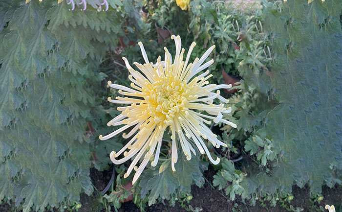 獨本菊照片