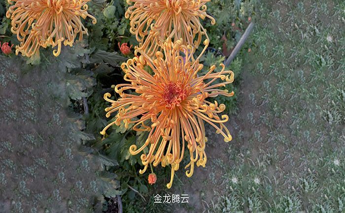 獨本菊品種金龍騰云實拍照片