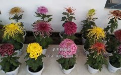 獨(dú)本菊品種介紹