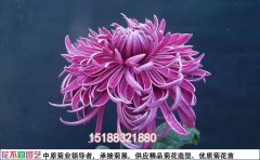 開封菊花基地菊花批發(fā)價(jià)格大揭秘