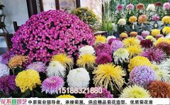 河南菊花展廠家：菊花造型在菊花展中的應用