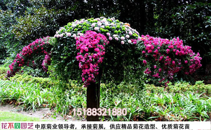 菊花造型設(shè)計圖