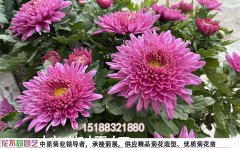 2025年菊花種苗價(jià)格解析 | 優(yōu)質(zhì)種苗批發(fā)基地指南