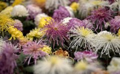 菊花種苗培育方法全解析｜專(zhuān)業(yè)種植技術(shù)指南