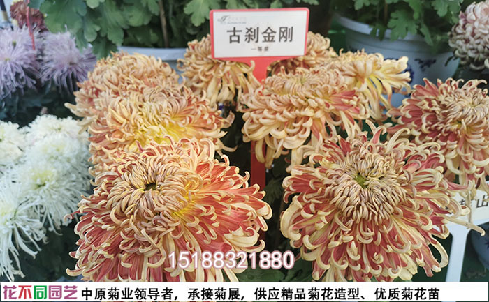 標準化培育的菊花種苗 優(yōu)質(zhì)菊花種苗特寫
