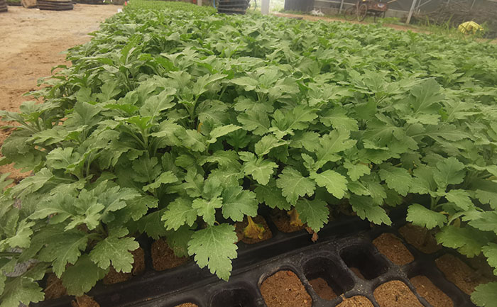 菊花種苗基地智能溫室實拍