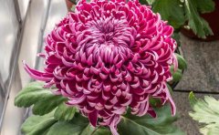 優(yōu)質(zhì)菊花種苗供應(yīng)商 | 專(zhuān)業(yè)菊花苗圃直銷(xiāo) | 品種