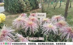 獨(dú)本菊菊花種苗品種名稱(chēng)大全