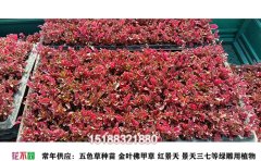 五色草種苗基地 | 專業(yè)景觀造型植物供應與種植
