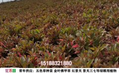 五色草種植基地｜專業(yè)五色草培育與景觀設計服