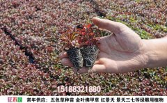 五色草品種大全｜50+特色品種選購與養(yǎng)護指南