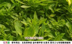 五色草怎么養(yǎng)？7個實用技巧教你輕松養(yǎng)護 | 五色