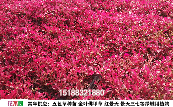 開(kāi)花的五色草紅草