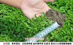 五色草穴盤苗養(yǎng)殖技巧：5大核心要點(diǎn)提升成活率